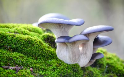 Kako se gljive razmnožavaju
