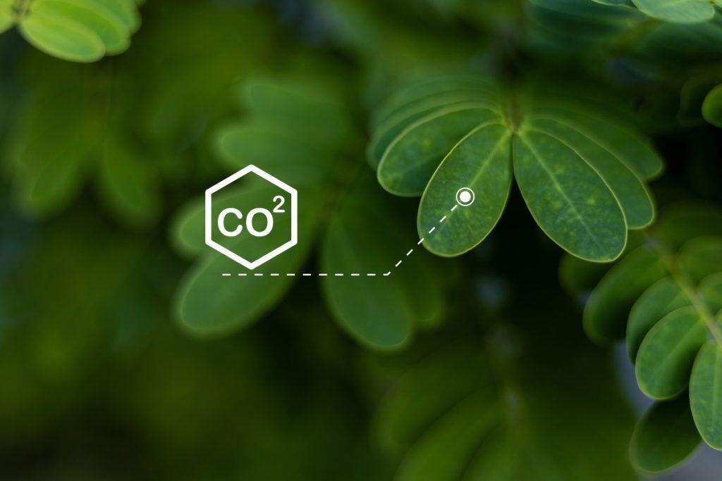 Što je fotosinteza i kako biljke stvaraju energiju Što je fotosinteza i kako biljke stvaraju energiju