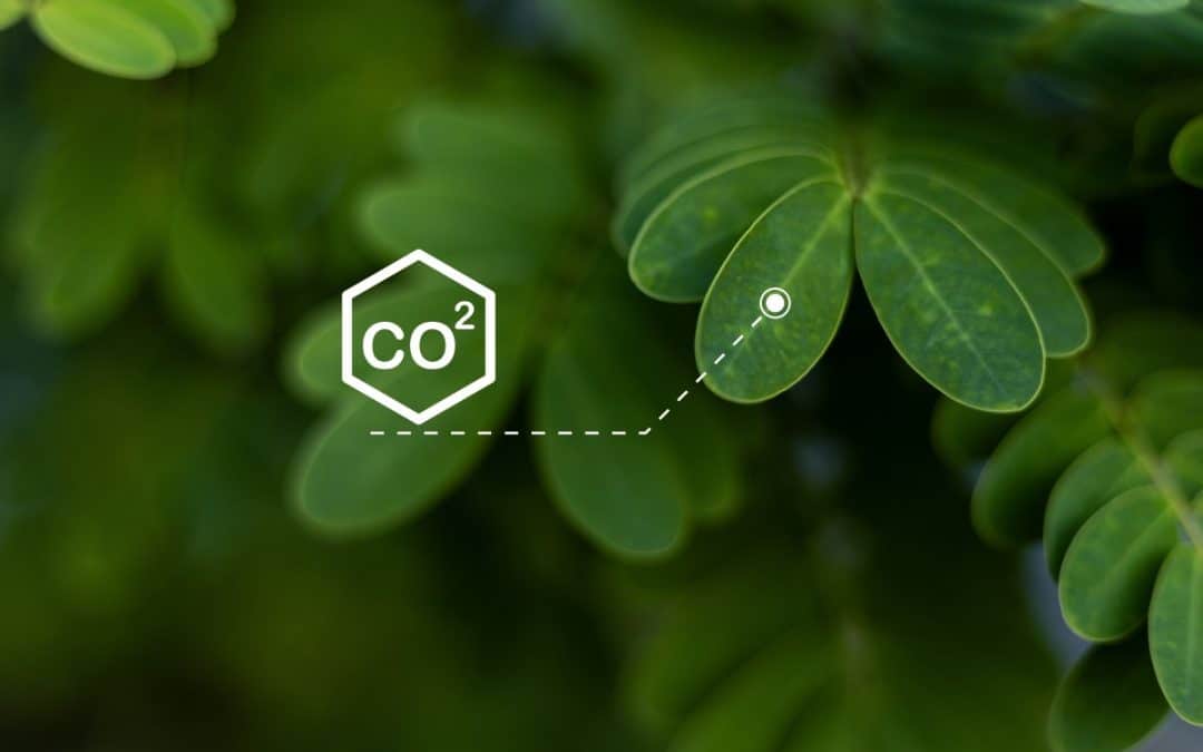 Što je fotosinteza i kako biljke stvaraju energiju